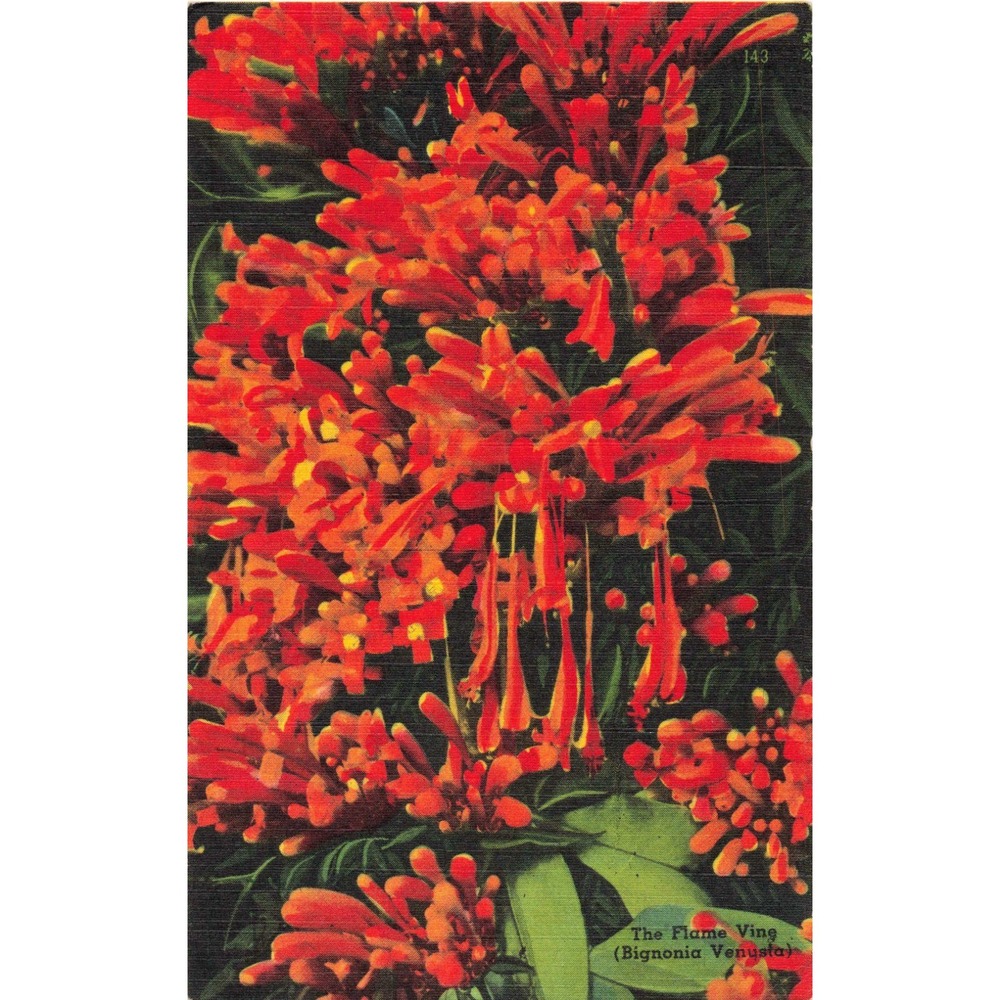 Vintage Flame Vine Bignonia Venusta Florida Linen Postcard Tichnor Quality Views